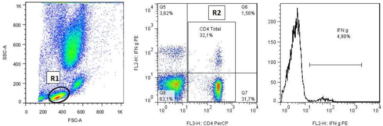 Figura 4: Gráfico representativo da estratégia de análise utilizada para seleção de linfócitos CD4 +