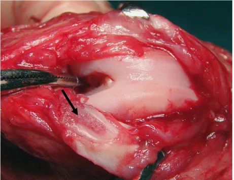 Figura 3.  Fotografia da articulação femoro-tíbio-patelar de cão submetido à cirurgia de luxação de  patela