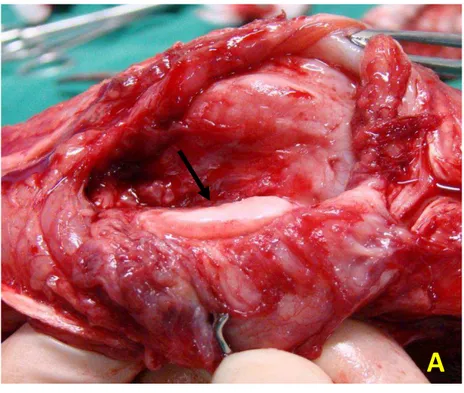 Figura  4.  Fotografia  da  articulação  femoro-tíbio-patelar  de  cão  submetido  à  cirurgia  de  luxação de patela