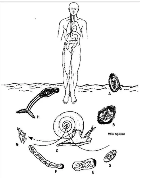 Figura  1.  Ciclo  do  S.  mansoni.  A)  ovo  com  miracídio  alcançando  a  água;  B)  miracídio nadando para um caramujo — Biomphalaria; C) penetração do miracídio nas 