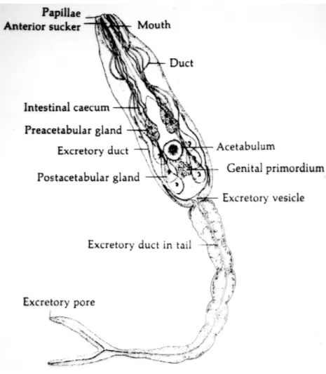Figura  2.  Cercária  de  S.  mansoni  mostrando  o  posicionamento  das  glândulas  pré- e pós-acetabulares