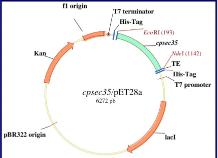Figura 12. Representação esquemática do mapa do vetor pET28a com o inserto cpsec35. 