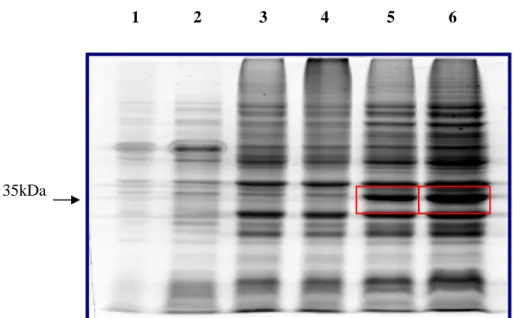 Figura 15. Avaliação da expressão da proteína rCpsec33 na linhagem OverExpress™ C43(DE3)pLysS  no tempo de 5h