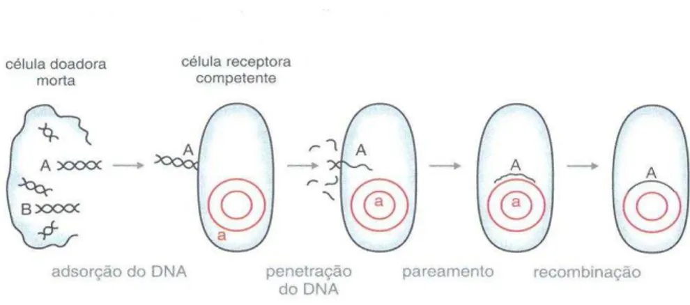 FIGURA 1 -  Mecanismo de transformação genética em bactérias       Fonte: VERMELHO, BASTOS, SA, 2007, p