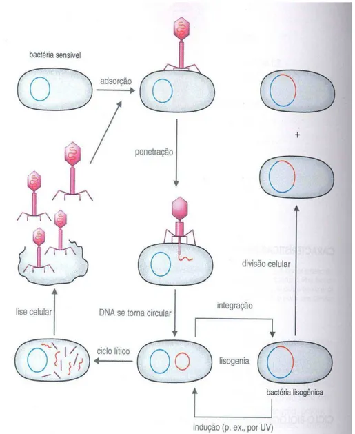 FIGURA 3 - Mecanismo de transdução em bactérias  Fonte: VERMELHO, BASTOS, SA, 2007, p