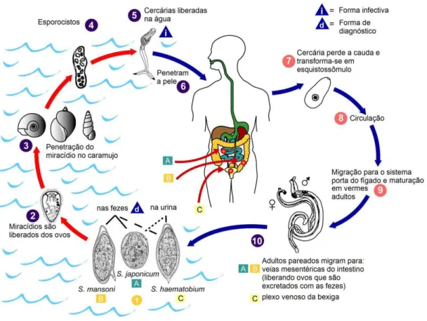 Figura 3: Ciclo de vida dos parasitas do gênero Schistosoma. O ciclo de vida 