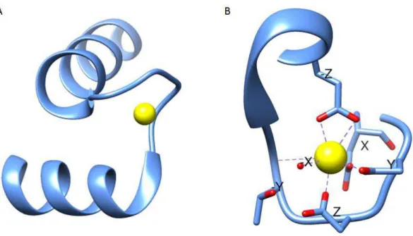 Figura 9: Motivo de mão EF ligado ao cálcio (PDB 1XO5) (GENTRY et al., 