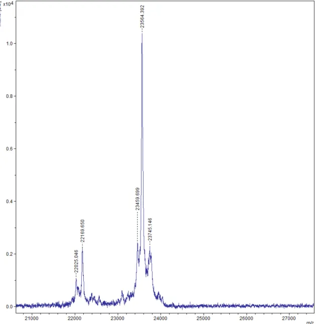 Figura 25: Espectrometria de massas da proteína rSm21.7 purificada. Após 