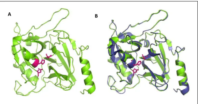 Figura  16:  Conformação  do  polipeptído  ETD-like.  A)  Modelo  construído  da  proteína  ETD-like  da  linhagem S