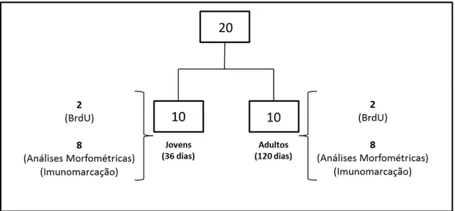 Figura 2 – Representação esquemática da distribuição do número total (20) de ratos Wistar utilizados nas  diferentes abordagens experimentais desenvolvidas no presente estudo