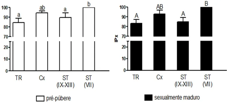 Figura 7  –  Expressão  de AR nas células de Sertoli localizadas na região de transição (TR), na área  adjacente à TR  (Cx), e em túbulos seminíferos (ST) nos estádios IX a XIII  relativa à expressão de AR em  células de Sertoli presentes em túbulos seminí
