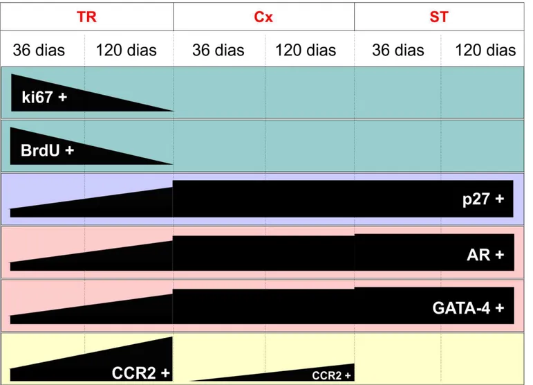 Figura 14 – Diagrama esquemático sumarizando os resultados obtidos neste trabalho, com a representação relativa das células de Sertoli positivas para os  marcadores de proliferação, diferenciação e de interação com células do sistema imune, nas diferentes 