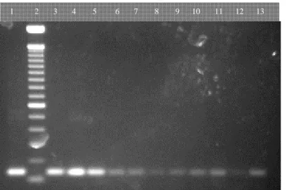 Figura  4–  Produtos  de  PCR  obtidos  com  DNA  extraído  a  partir  de  diluições  seriadas  de  S
