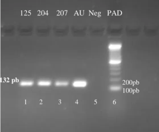 Figura  5–  Reação  em  cadeia  pela  polimerase  –PCR  para  detecção  do  gene  femA  (132pb)  em  isolados de Staphylococcus spp