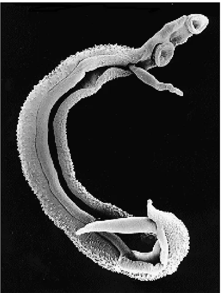 Figura 1: Casal de vermes adultos de S. mansoni 