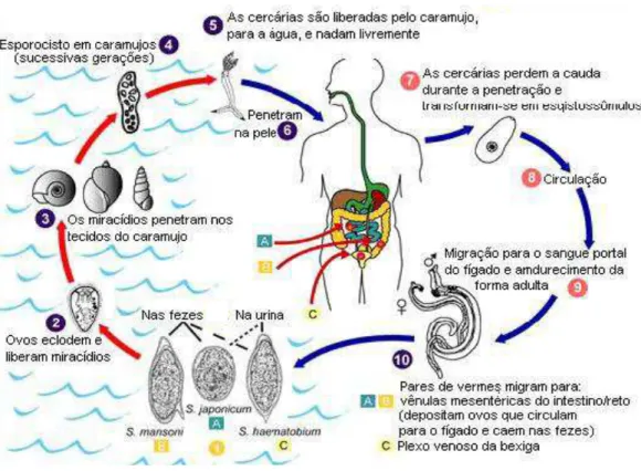 Figura 2: Ciclo de vida dos parasitos do gênero Schistosoma. As setas vermelhas indicam 