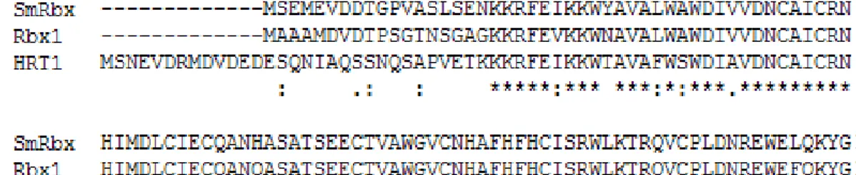 Figura 8: Alinhamento entre as seqüências de aminoácidos das proteínas SmRbx, Rbx1  (n  de  acesso  NP_055063)  e  HRT1  (n  de  acesso  NP_  014508)  através  do  programa  MultAlin