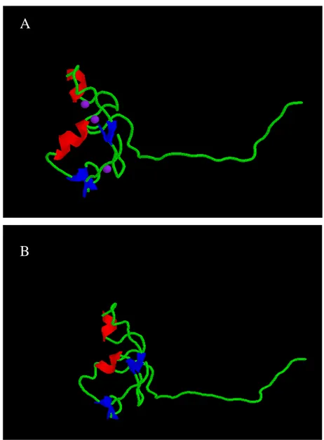 Figura  9:  Modelo  estrutural  da  proteína  SmRbx.  A-  Estrutura  tridimensional  da  proteína 