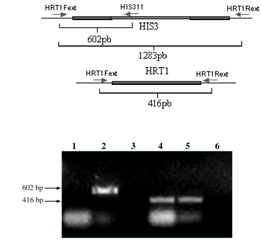 Figura 10: Estratégia para confirmação da deleção de um alelo de HRT1 de levedura pela  inserção  do  cassete  de  His3