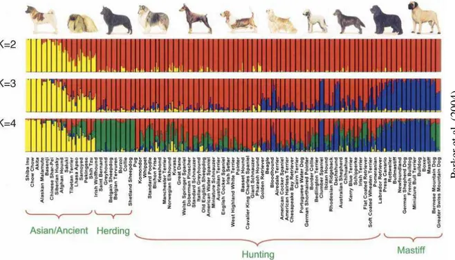 Figura 2 – Agrupamento genético de raças caninas baseado em frequências alélicas                       Parker &amp; Ostrander (2005) 