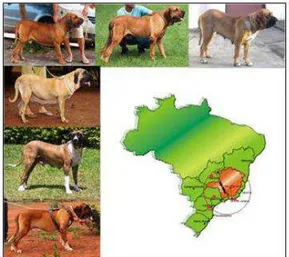 Figura 3 – Fotos de alguns exemplares Fila  Brasileiro-PSC genotipados neste estudo e  mapa das áreas de coleta de DNA
