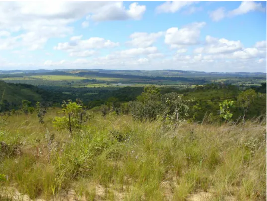 Figura 6-14 – Vegetação de campo cerrado presente nos topos de morros em áreas de  cambissolos