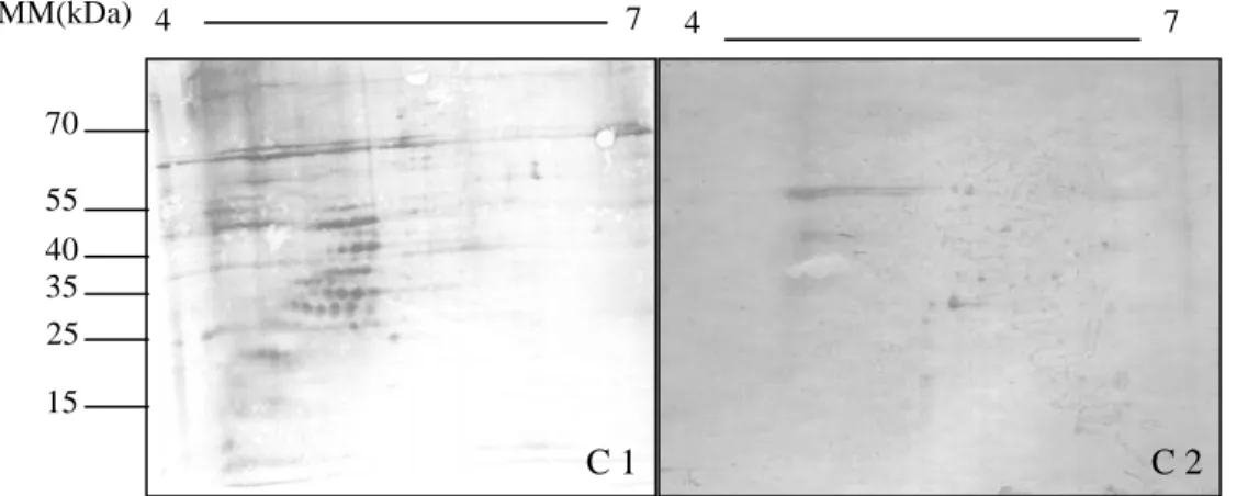 Figura 6: Membranas de nitrocelulose mostrando as proteínas de L. infantum reativas à técnica 