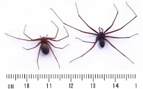 Figura 2 – Aranhas da espécie L. intermedia. Aranha macho (à direita) e fêmea (à esquerda)