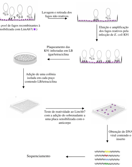 Figura 5 - Seleção de seqüências peptídicas por phage display. Um pool de fagos M13 recombinantes com  fragmentos  de  DNA  aleatórios  em  seu  genoma  foram  selecionados  por  afinidade  ao  LimAb7