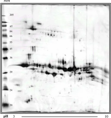 Figura 14 - Gel IPG/SDS PAGE do veneno de L. gaucho. Gel bidimensional  