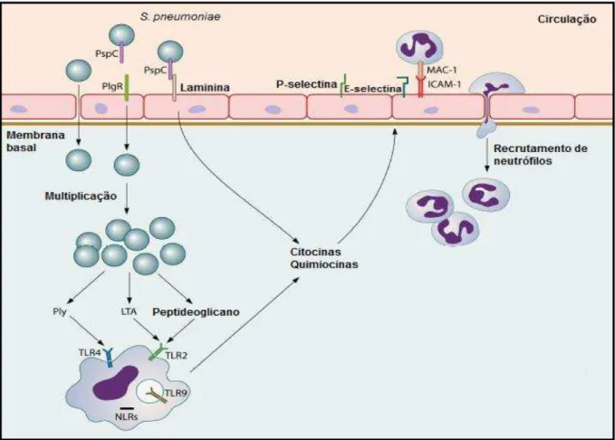 Figura 2: Ativação  da resposta inflamatória  por  S. pneumoniae.  Os receptores  TLRs  são ativados  por  diferentes  fatores  de  S