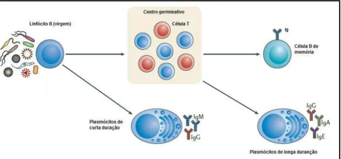 Figura 3: Ativação  de linfócitos B. Representação  esquemática das respostas T-independente  e T- T-dependente