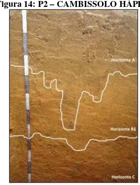 Figura 14: P2 – CAMBISSOLO HÁPLICO 