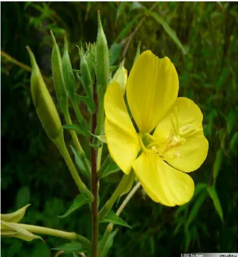 Figura  3. Flores  de Oenothera  biennis L.,  popularmente  conhecida como prímula (Foto: Eva Bauer).