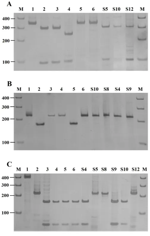 Figura 1. PCR-RFLP em gel de poliacrilamida a 5% corado com nitrato de prata, para a  genotipagem  de  T