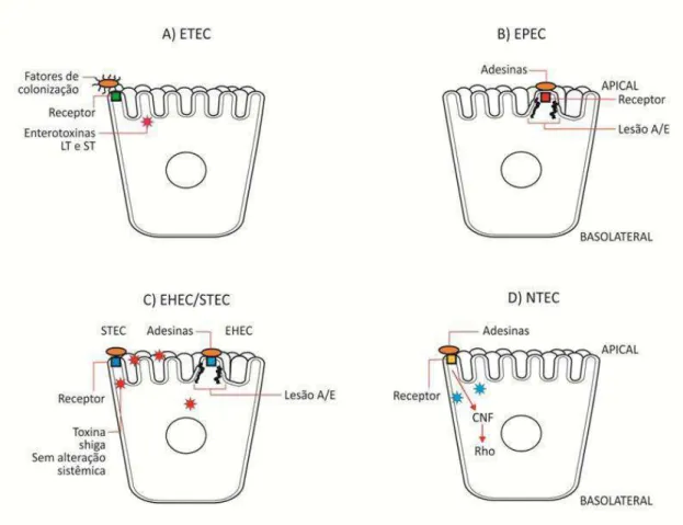 Figura  1.1.  Representação  esquemática  da  interação  entre  as  células  epiteliais  intestinais  com  os  principais  patotipos  de  E