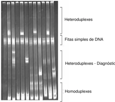 Figura 1 - Representação do HMA. A faixa de heteroduplexes abaixo das fitas simples e acima  dos homoduplexes é que é lida como a tipagem