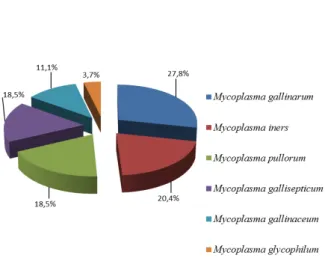 Figura  3.  Distribuição  das  espécies  de  micoplasmas  genotipados  obtidas  de  galinhas  (Gallus  gallus 