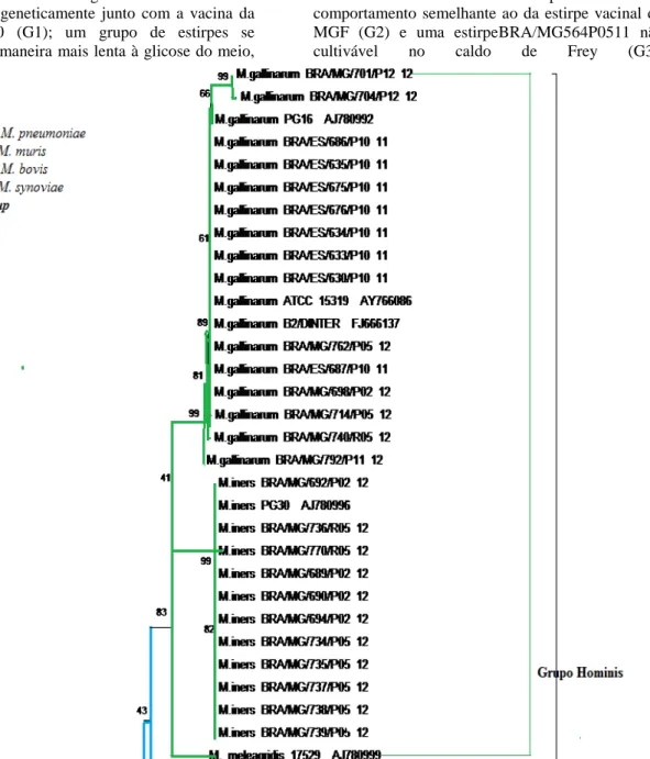 Figura 2. Árvore filogenética monstrando as relações filogenéticas e evolutivas baseadas nas sequências  de  nucleotídeos  da  região  IGRS  entre  as  54  estirpes  do  gênero  Mycoplasma  obtidas  no  estudo,  entre  maio/2011 a outubro/2012