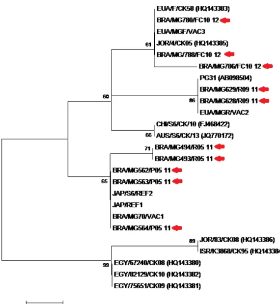 Figura 6. Relação filogenética entre estirpes de Mycoplasma galliseptium (MG) de poedeiras (P), frangos  de  corte  (FC)  e  reprodutores  (R)  pelo  método  Neighbor-Joining  com  teste  de  confiança  da  topolologia  com reamostragem de 1000-bootstrap