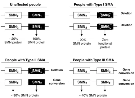 Figure 2 -  Genotypes of people affected and unaffected by SMA