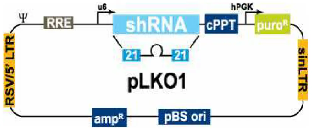 Figura  5.  Representação  simplificada  do  vetor  pLKO.1  utilizado  nos  experimentos  de  RNAi