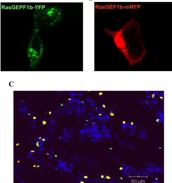 Figura  11.  Marcação  por  imunofluorescência  da  expressão  de  FLAGRasGEF1b-YFP  e  FLAGRasGEF1b-mRFP  em  células  HEK  293T