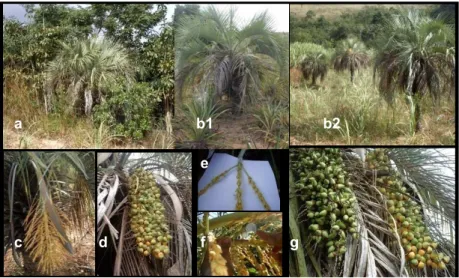 Figura   1   -  a)   Irdivíduo   em   ambierte   pouco   artropizado;   b1,   2)  Irdivíduo corsorciado com abacaxi e cara-de-açúcar;  c)   Irflorescêrcia;   d)   Irfrutescêrcia;   e)   Ráquilas   f)  Tarcação   das ráquilas; g)  Irfrutescêrcia  em   estád