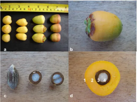 Figura 1 – Caracterização de diferertes partes e formatos de frutos  de coquirho-azedo (Butia  capitata (Tartius) Beccari): a)  Frutos   com   diferertes   formatos   e   colorações;   b)   fruto  com   exocarpo   de   coloração   irtermediária    (amarelo