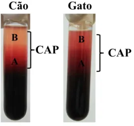 Figura  2.  Tubos  com  concentrado  de  plaquetas  (CAP)  de  cão  e  de  gato,  apresentando  as  frações  A  e  B