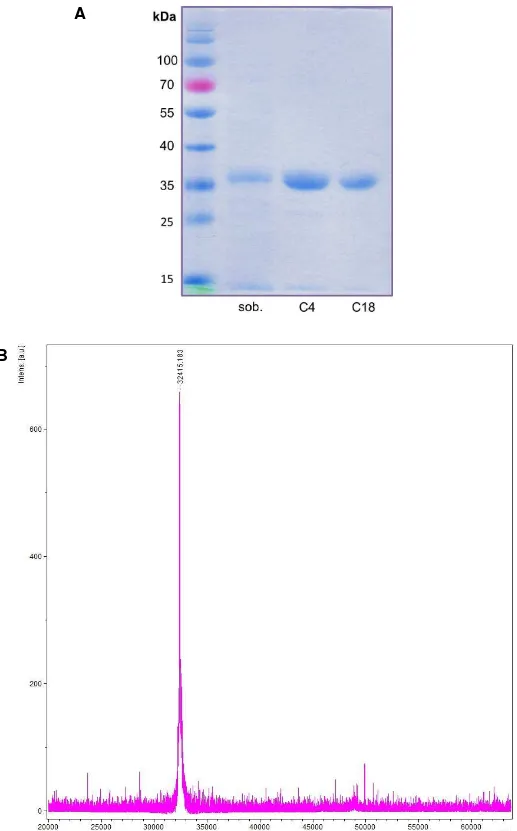 Figura  14:  Análise  de  recLiD1  em  gel  de  poliacrilamida  e  espectrometria  de 