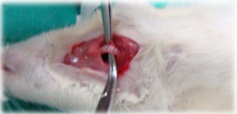 Figura 4 - Desvascularização da traqueia do rato. 