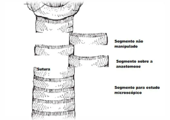 Figura 12  – Desenho esquemático da coleta dos segmentos da traqueia não 