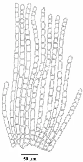 Fig.  1.  Nemoderma  tingitanum:  squash  preparation  showing erect vegetative filaments.